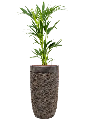 Kentia (Howea) forsteriana in Baq Luxe Lite Universe Layer Office Plant With Pot 150cm Height 32cm Dia